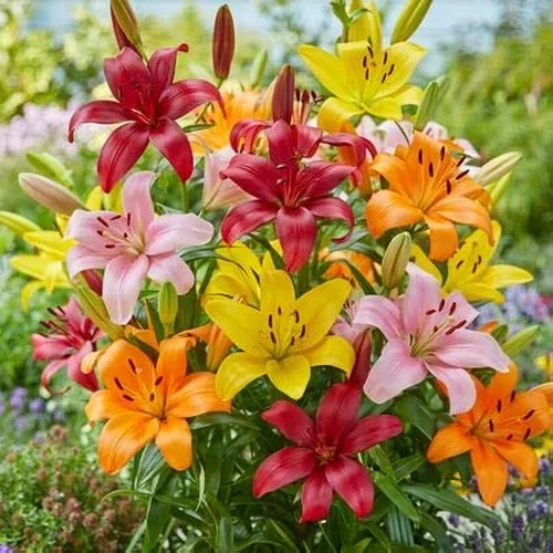 Sunset Lily Pack